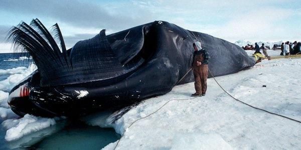 阿拉斯加北部巴罗的伊努皮克人在春季狩猎中捕获的弓头鲸,长15.2米